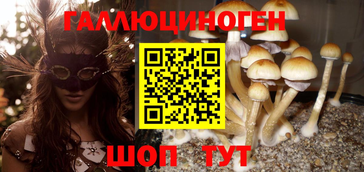 Боровичи  Псилоцибиновые грибы Psilocybe  Вход с VPN 